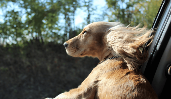 Un chien profite de la brise en voiture.