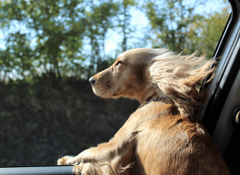 Un chien profite de la brise en voiture.